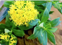 Rhodiola Placeholder