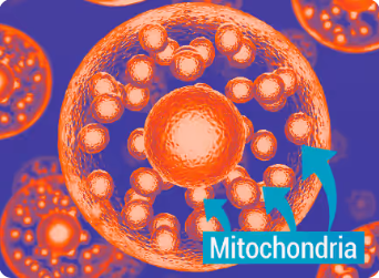 Mitochondria Placeholder